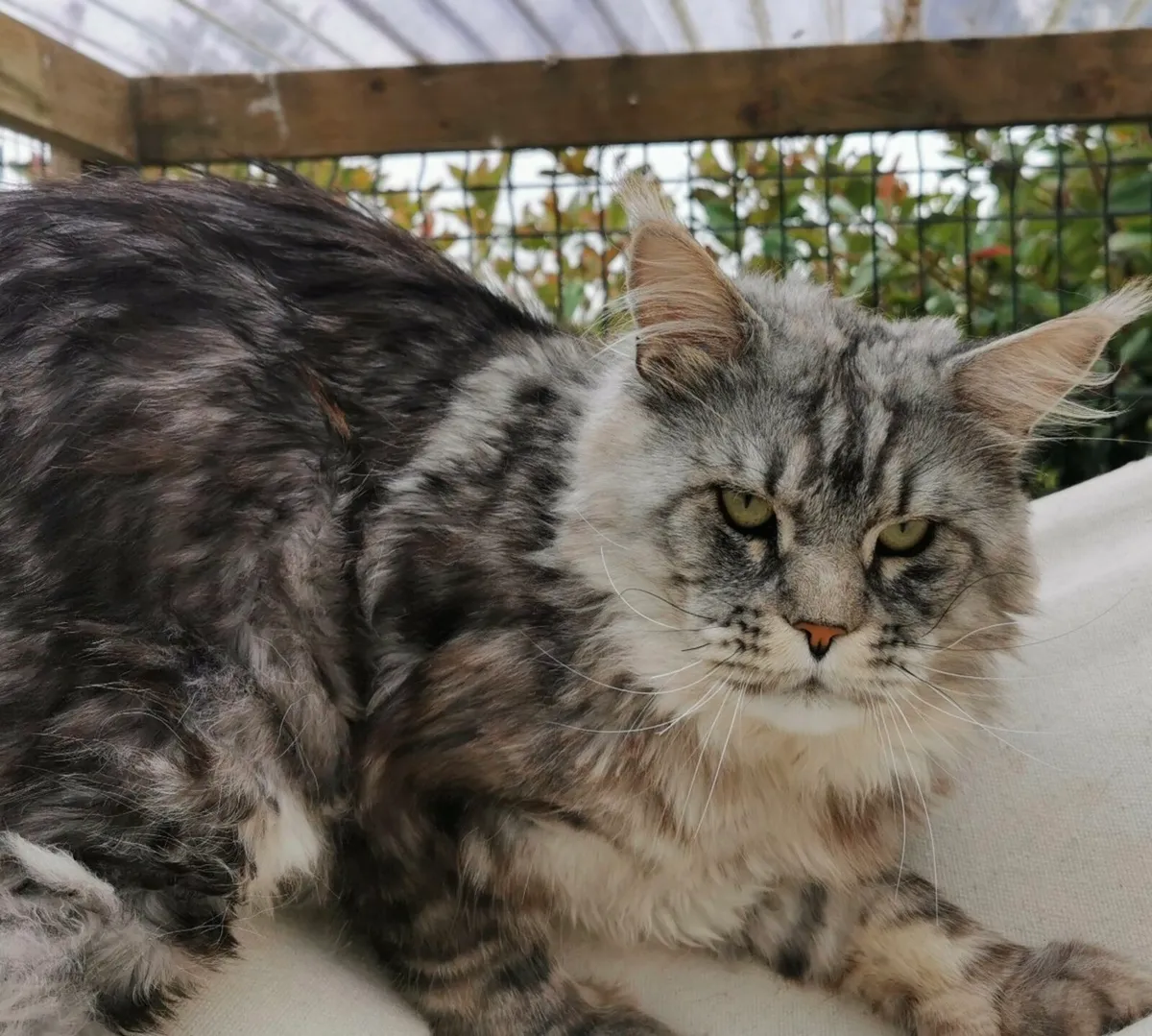 Maine coon kittens  pedigree and registered - Image 2