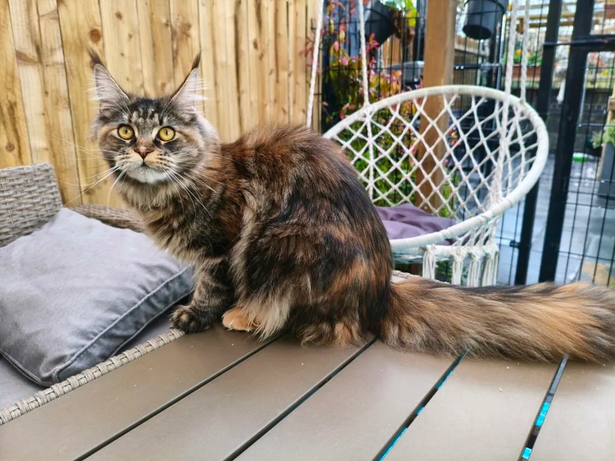 Maine coon kittens  pedigree and registered - Image 3