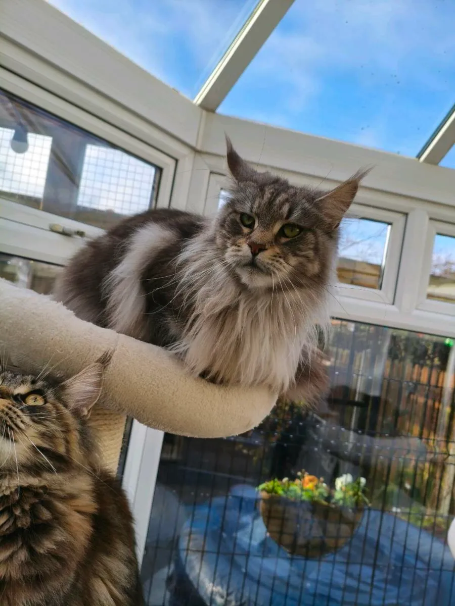 Maine coon kittens  pedigree and registered - Image 4