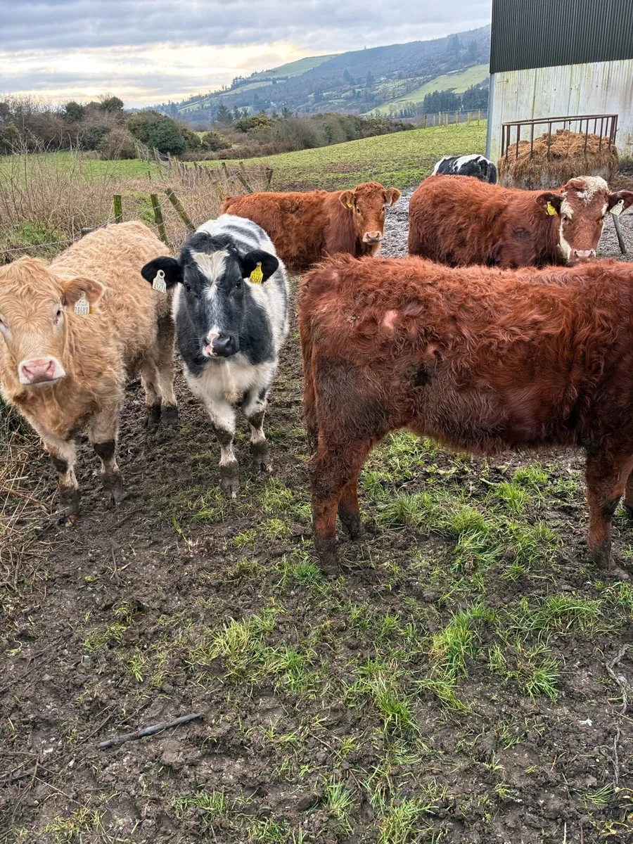 7 SUPER QUALITY CONT HEIFER WEANLINGS - Image 3