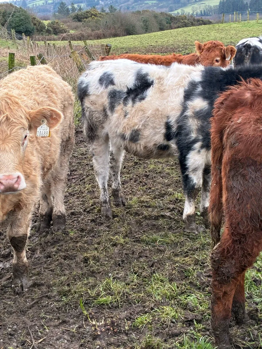 7 SUPER QUALITY CONT HEIFER WEANLINGS - Image 2