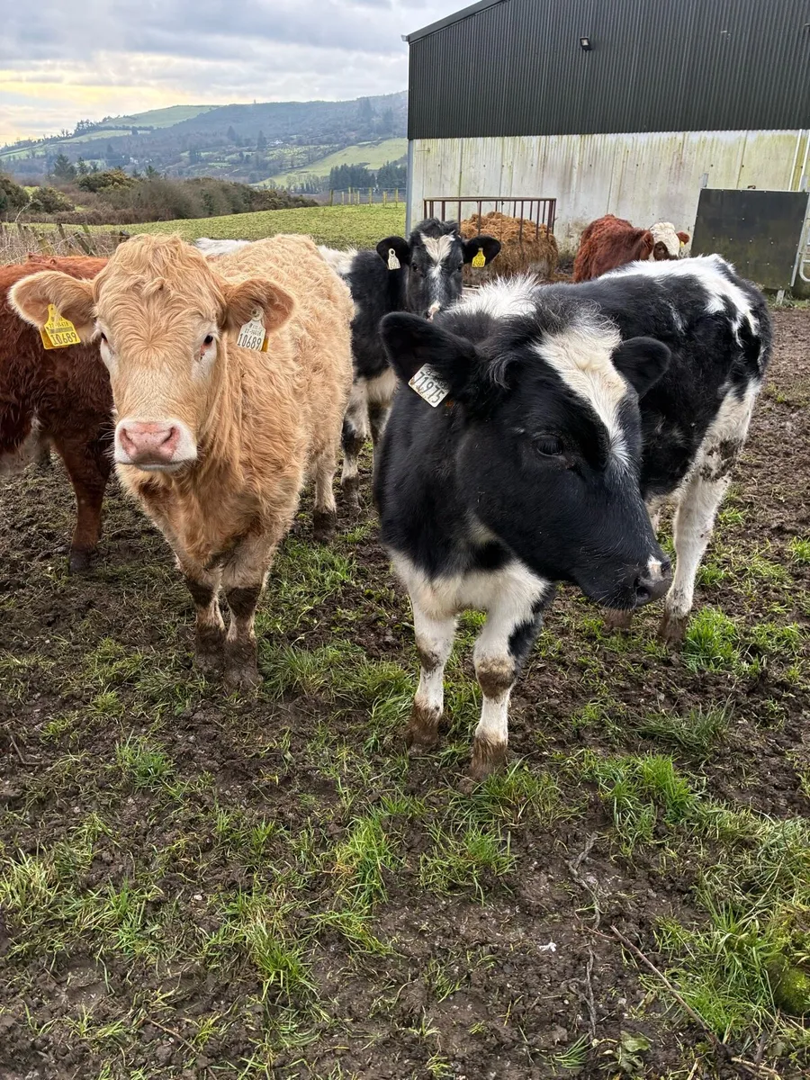 7 SUPER QUALITY CONT HEIFER WEANLINGS - Image 3