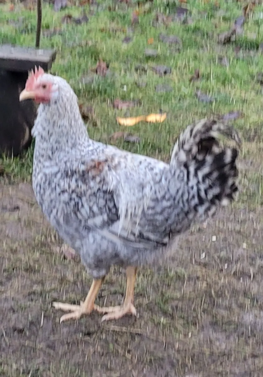 Roosters, Cream Crested Legbar - Image 2