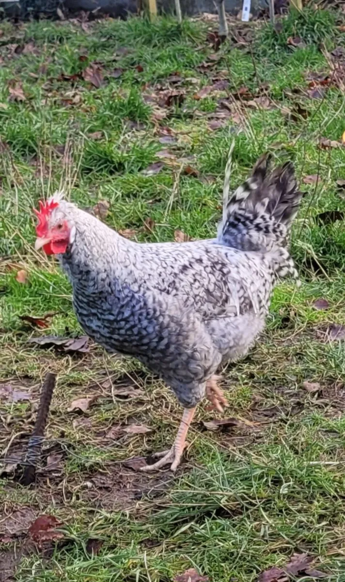 Roosters, Cream Crested Legbar - Image 3