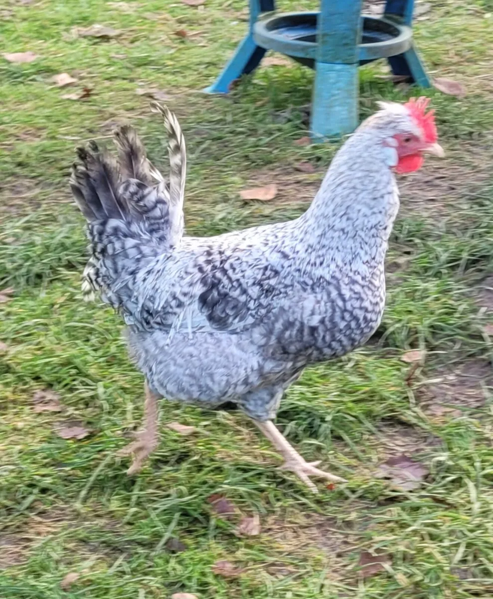 Roosters, Cream Crested Legbar - Image 4