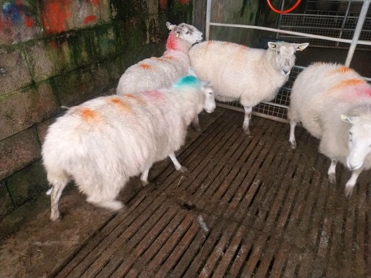 Sheep - Image 2