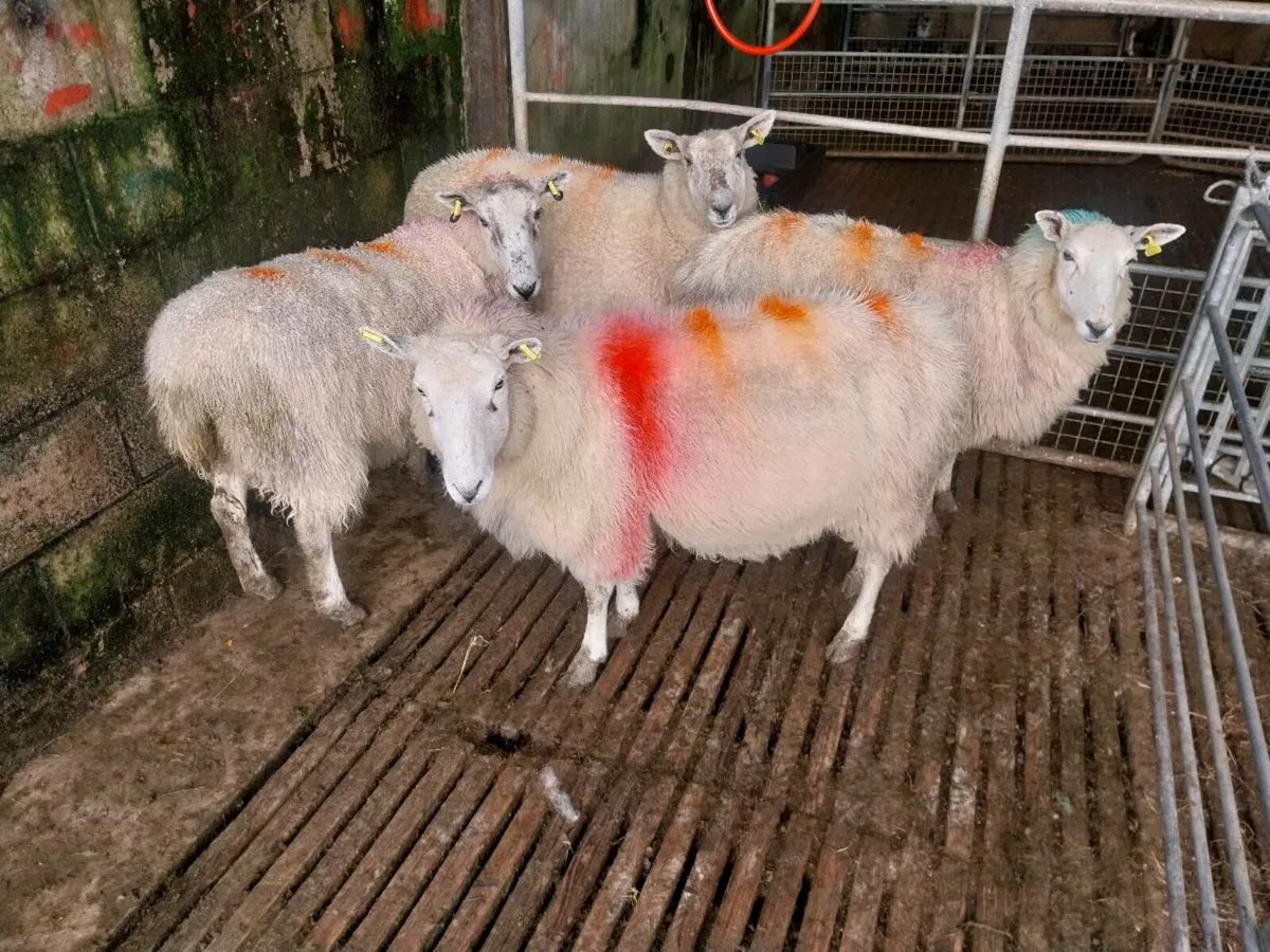 Sheep - Image 3
