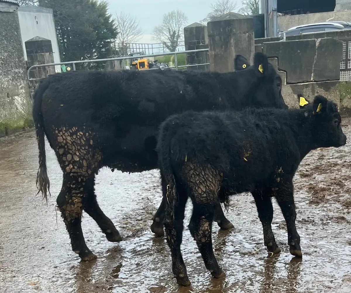 Angus heifer an calf - Image 1
