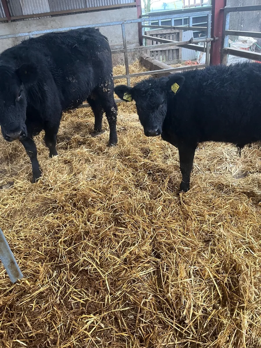 Angus heifer an calf - Image 2