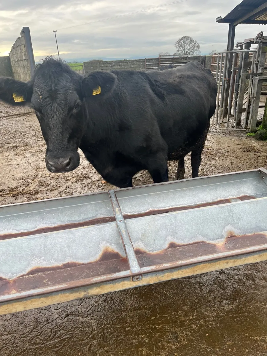 Angus heifer an calf - Image 3