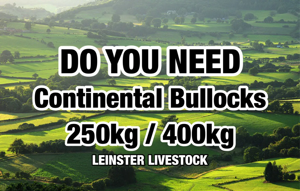 Continental Bullocks & Continental Bulls - Image 1
