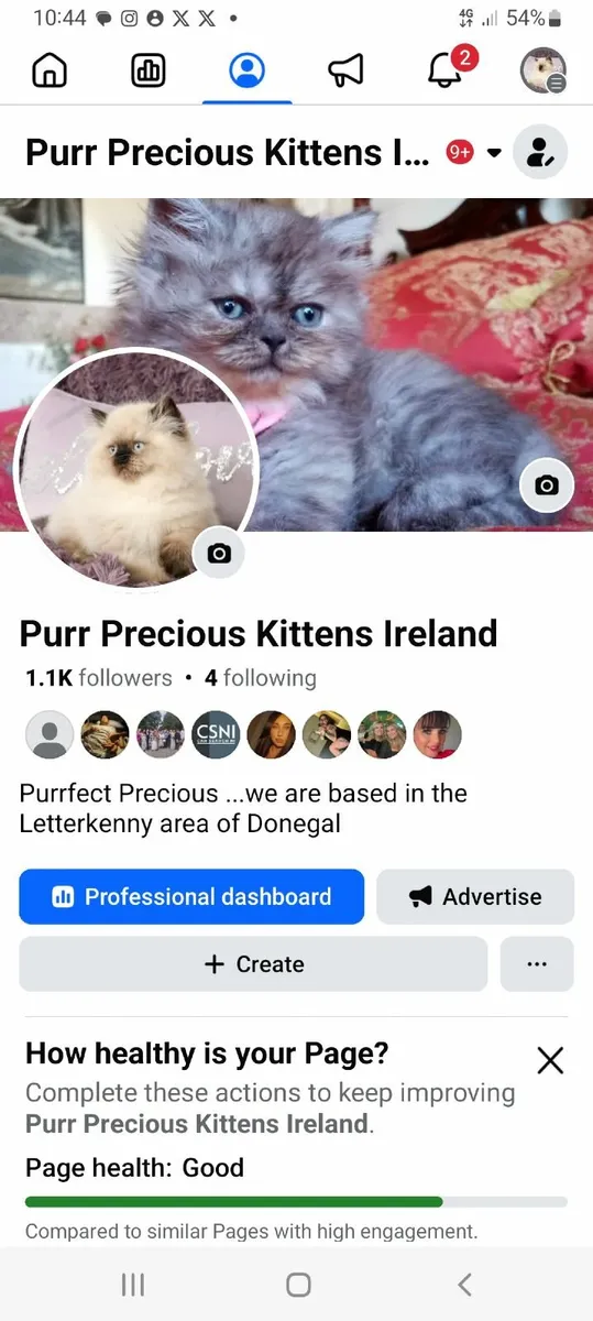 STUNNING FEMALE  PERSIAN X BRITISH LONG HAIR - Image 4