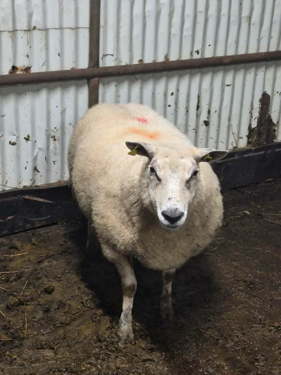 Foster ewe - Image 2