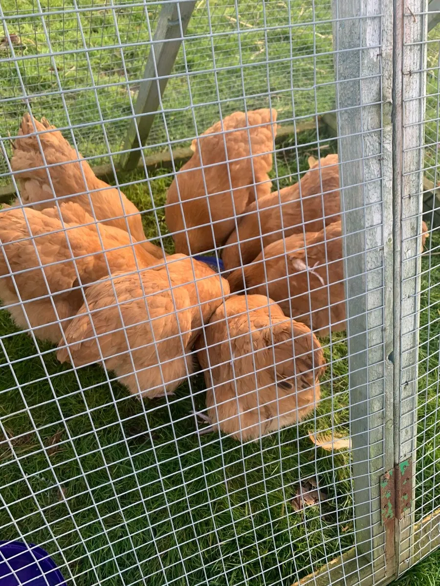 Purebred Buff Orpington Hens - Image 3
