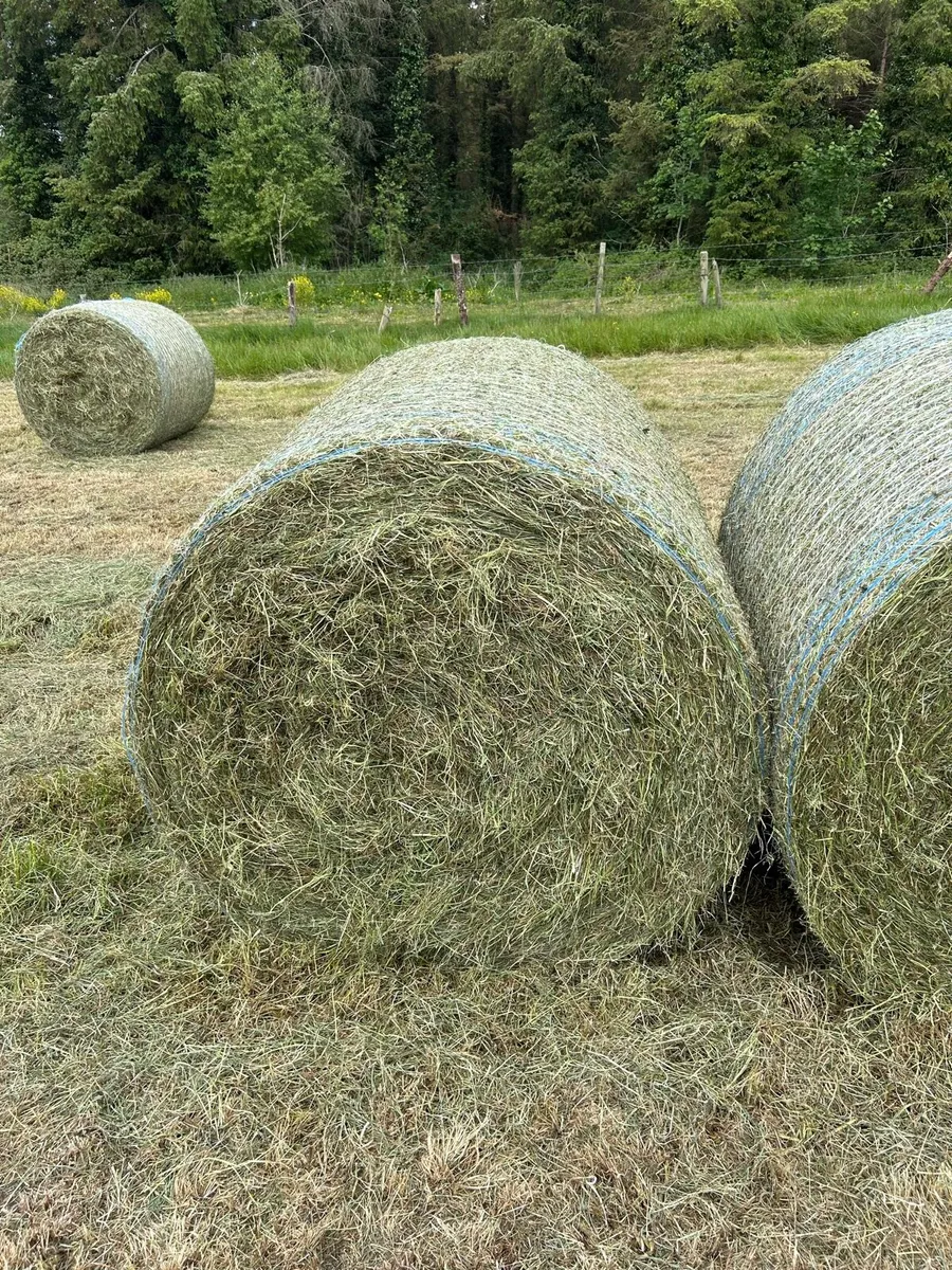 Hay - Image 4