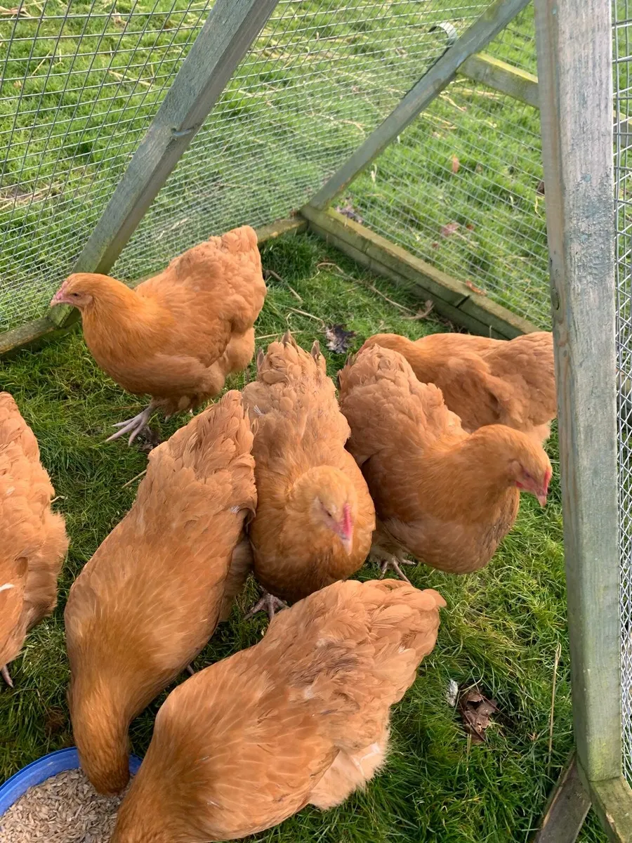 Purebred Buff Orpington Hens - Image 4