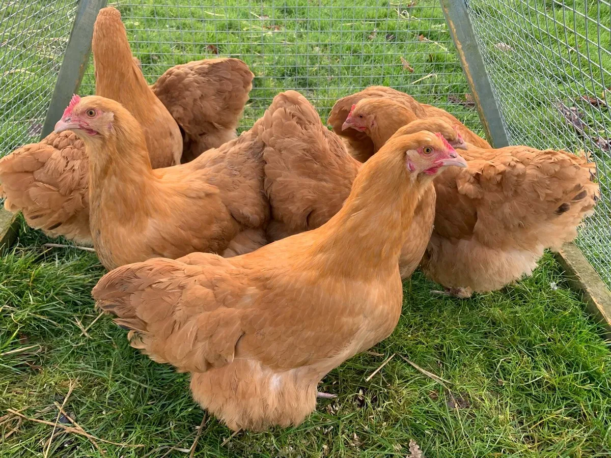 Purebred Buff Orpington Hens - Image 2