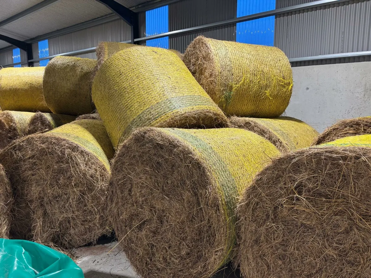 Round Bales Hay - Image 2