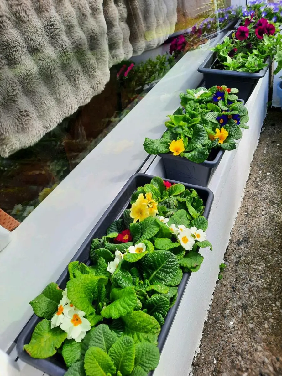 Spring window boxes - Image 2
