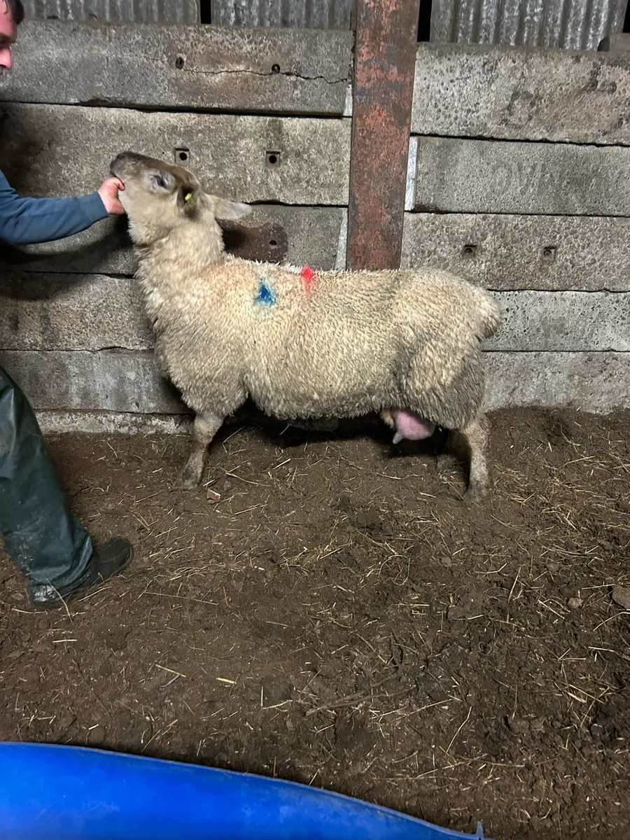Foster ewe - Image 3