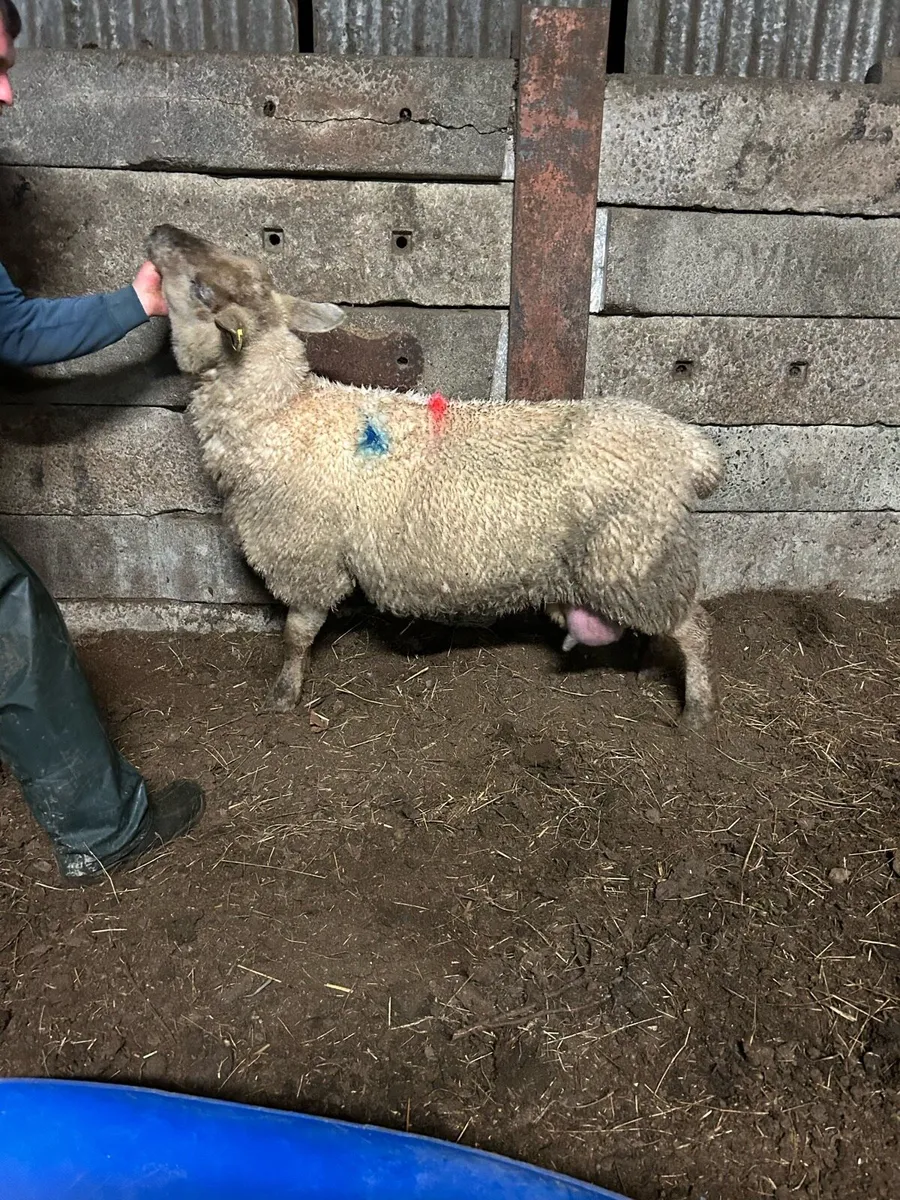 Foster ewe - Image 4