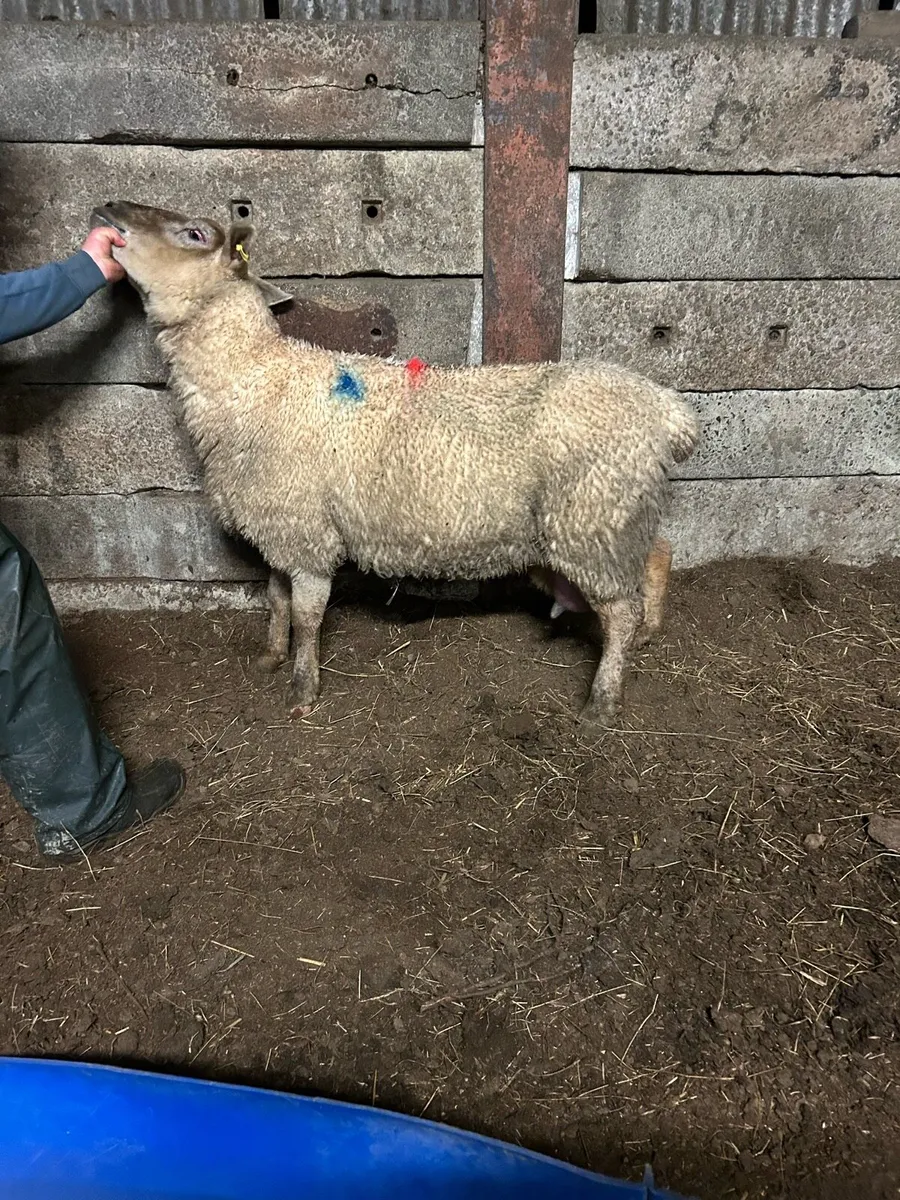 Foster ewe - Image 1