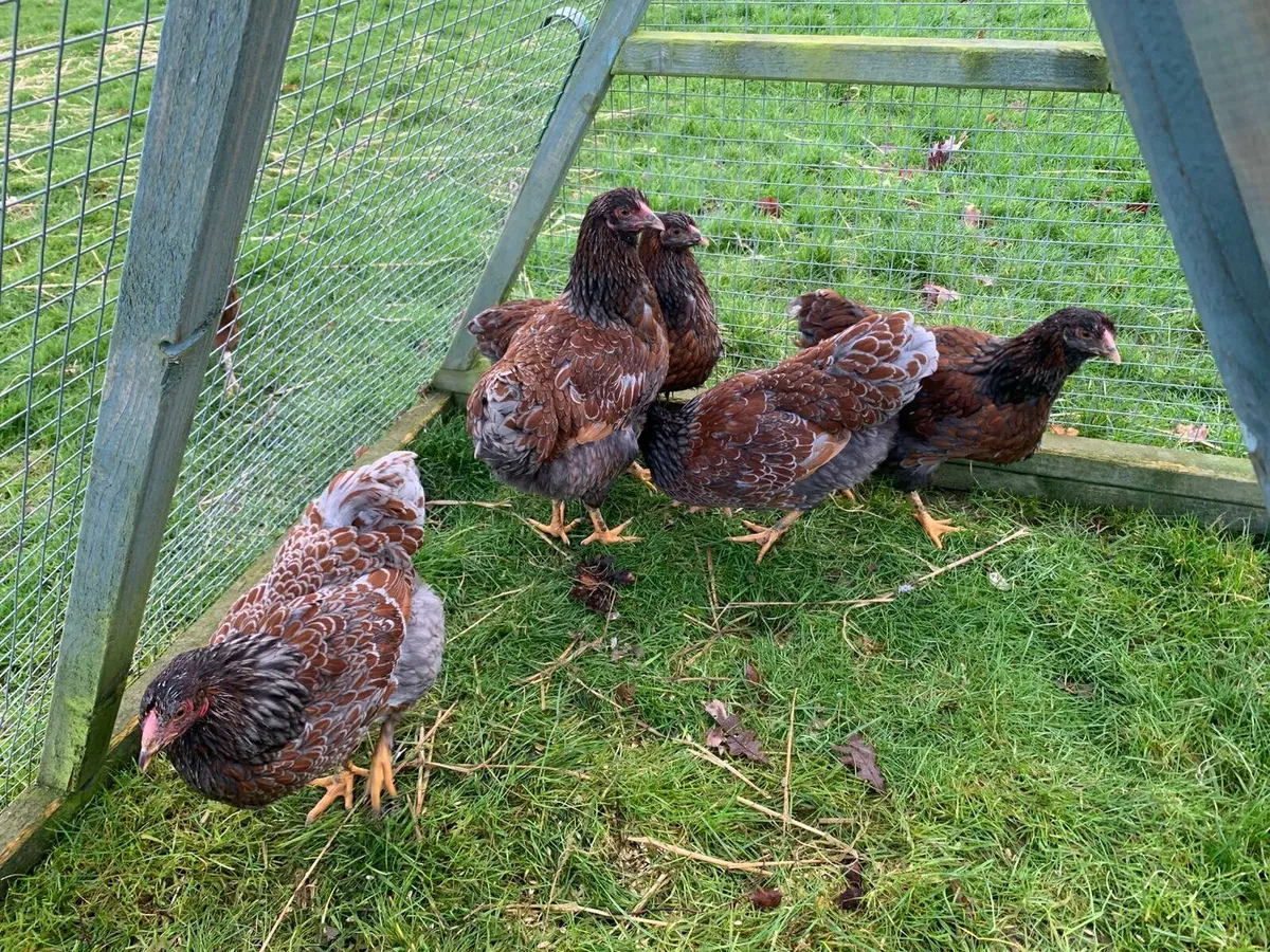 Purebred Blue Laced Wyandotte Hens - Image 3