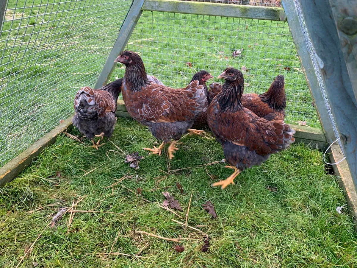 Purebred Blue Laced Wyandotte Hens - Image 1