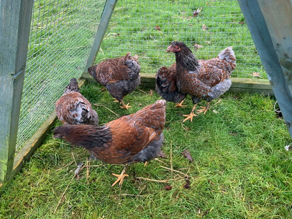 Purebred Blue Laced Wyandotte Hens - Image 4