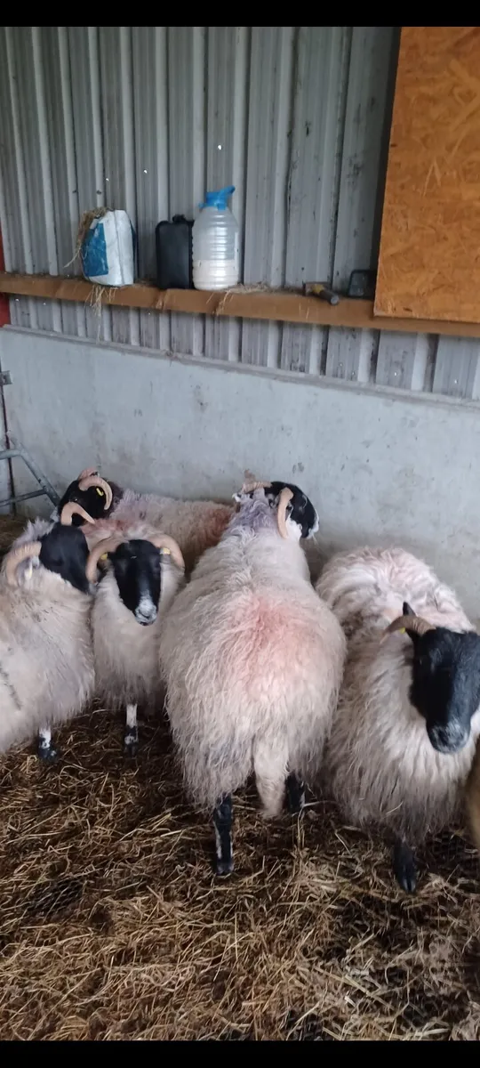 5 x strong perth cross lanark/swale ewe lambs - Image 1