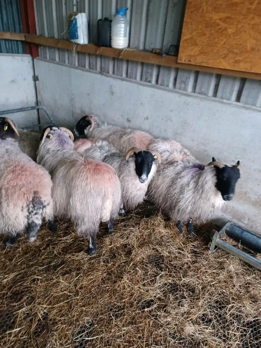 5 x strong perth cross lanark/swale ewe lambs - Image 2