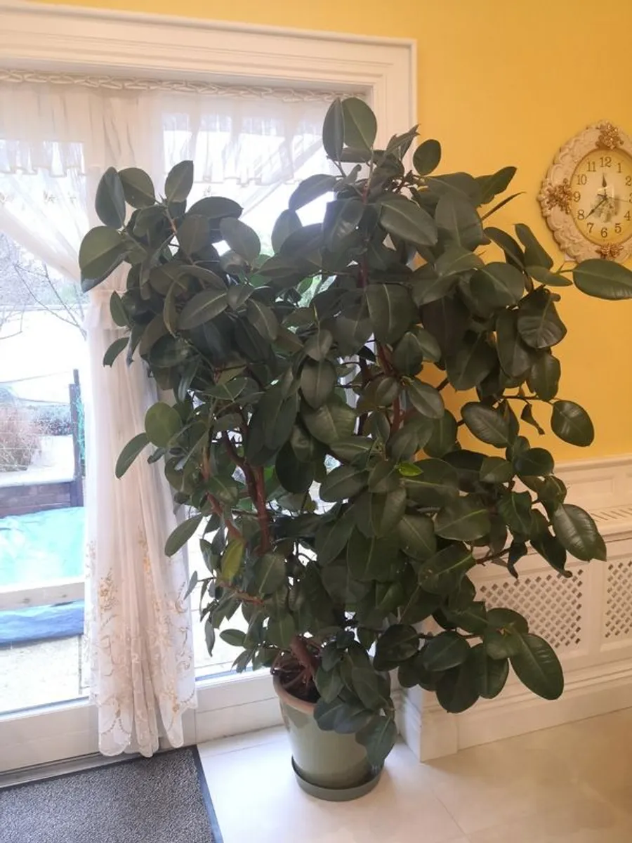 Gigantic rubber plant - Image 2