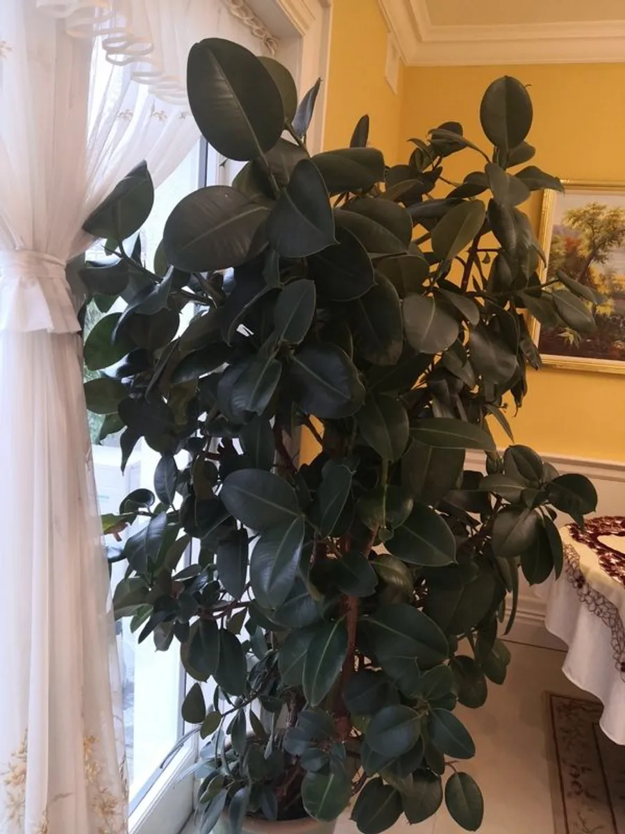 Gigantic rubber plant - Image 3