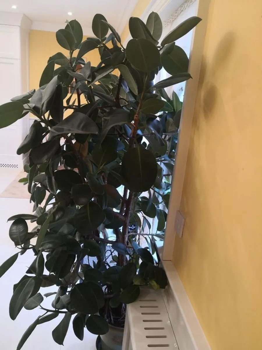 Gigantic rubber plant - Image 4