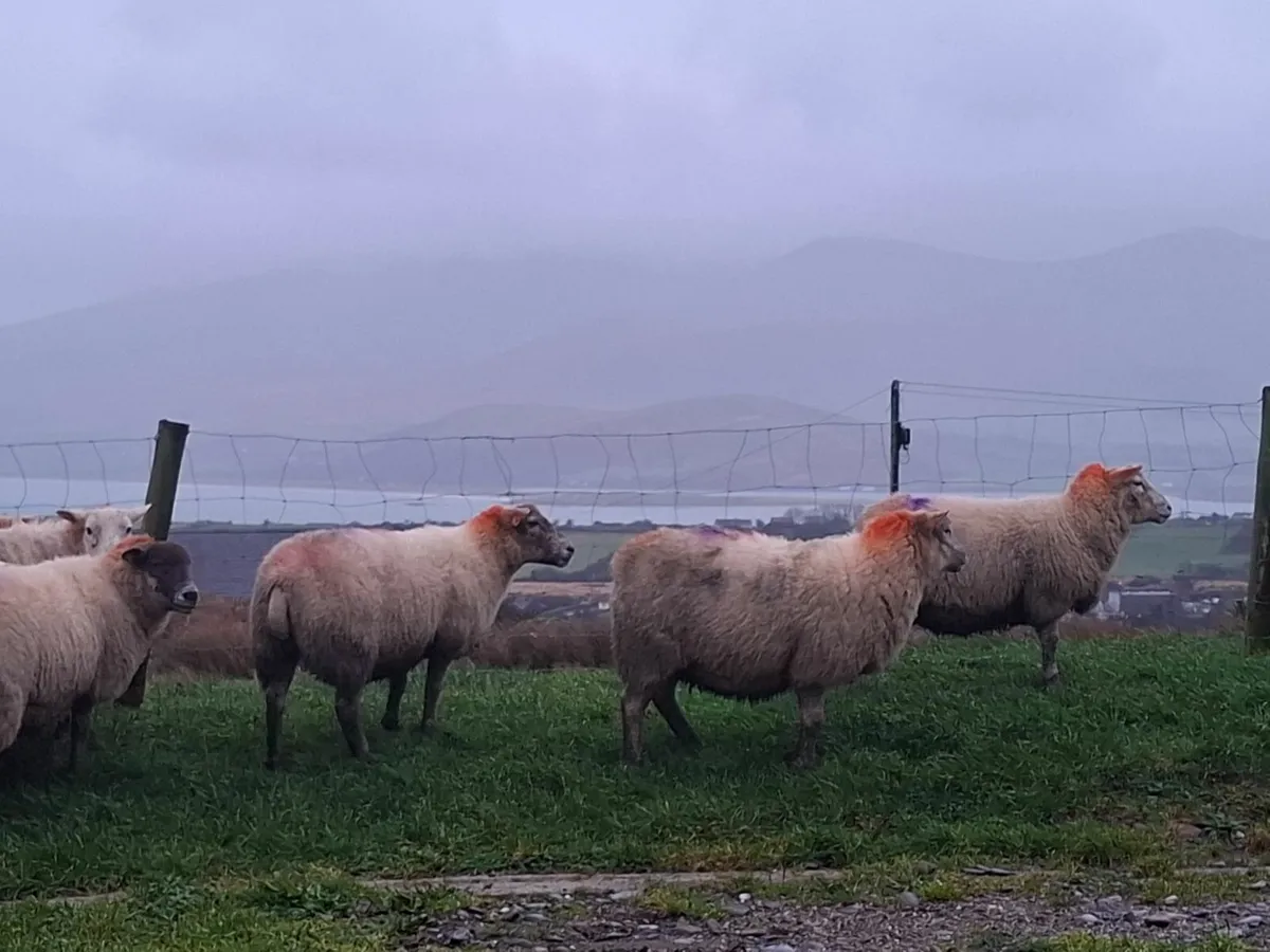 Inlamb ewes - Image 1