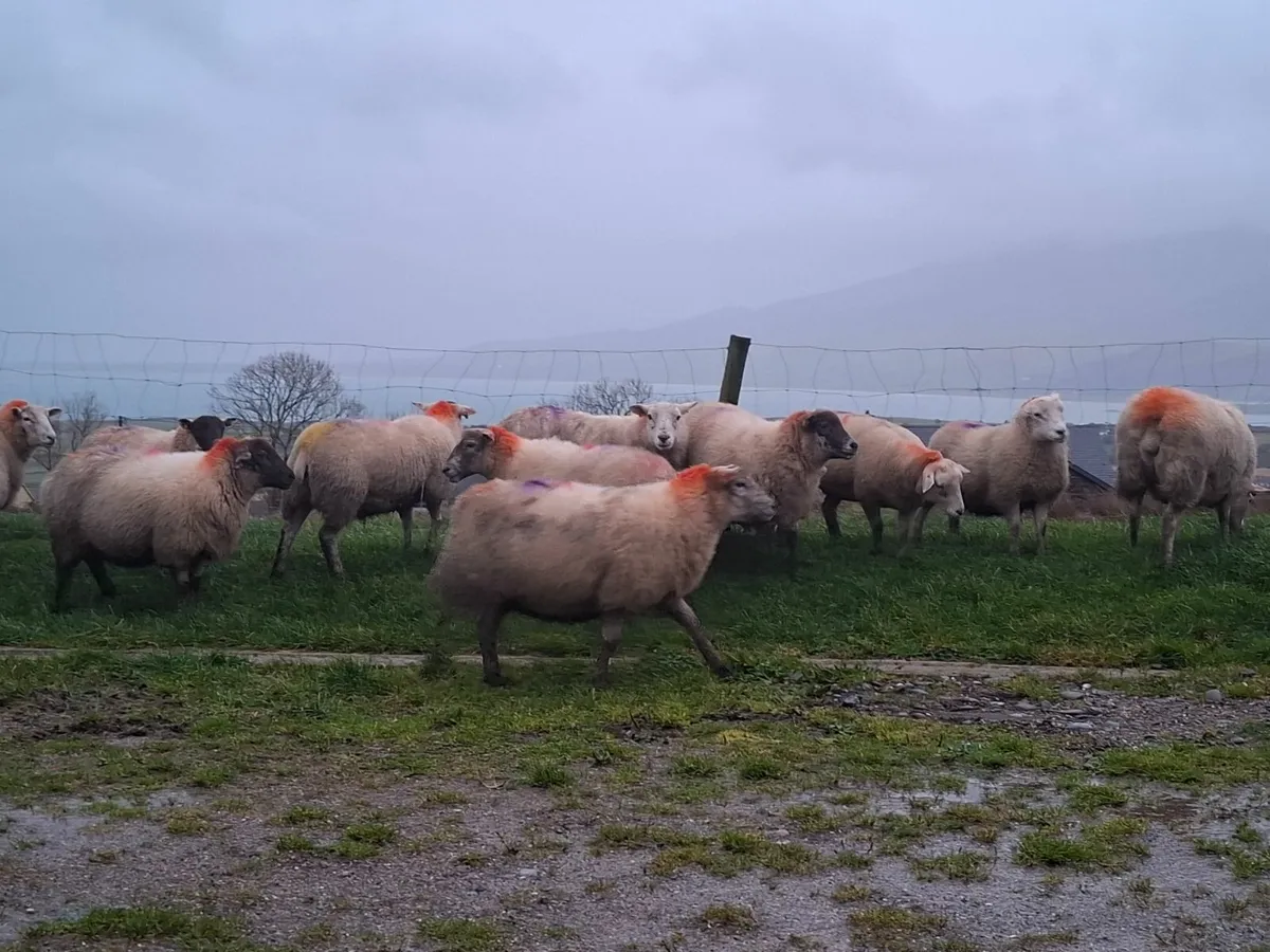 Inlamb ewes - Image 4