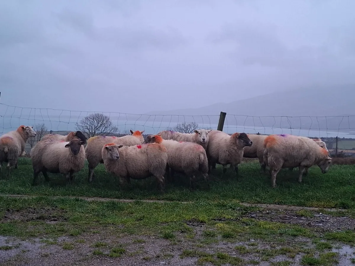 Inlamb ewes - Image 2