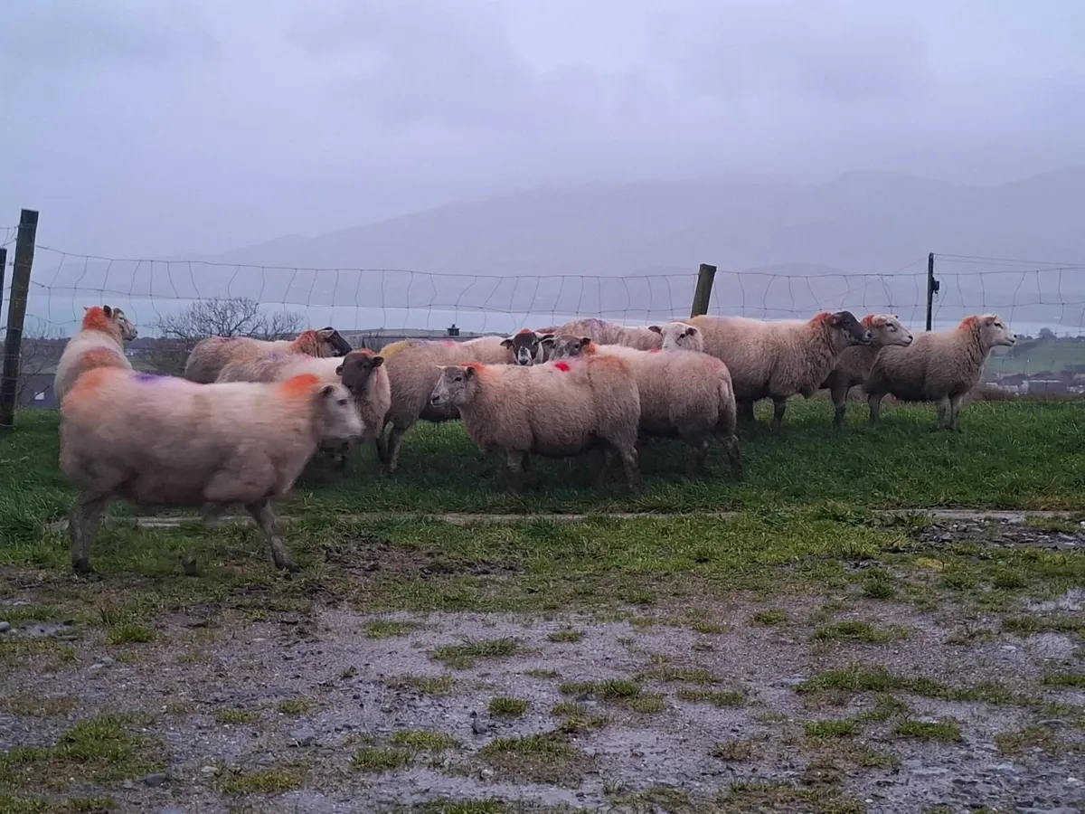 Inlamb ewes - Image 3