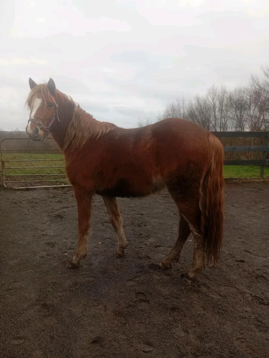 3yr Old Chestnut Connemara Filly - Image 1