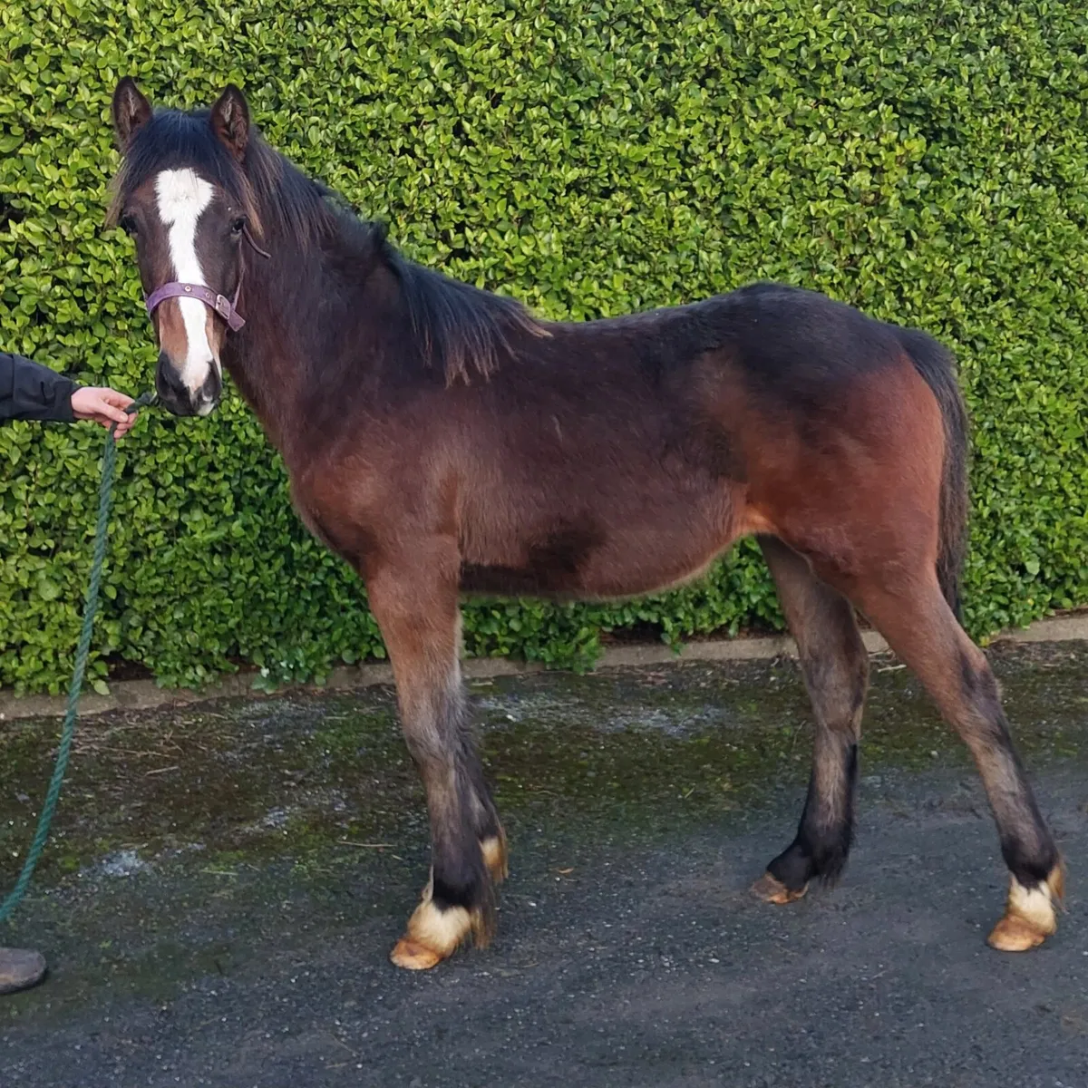 yearling  filly - Image 1