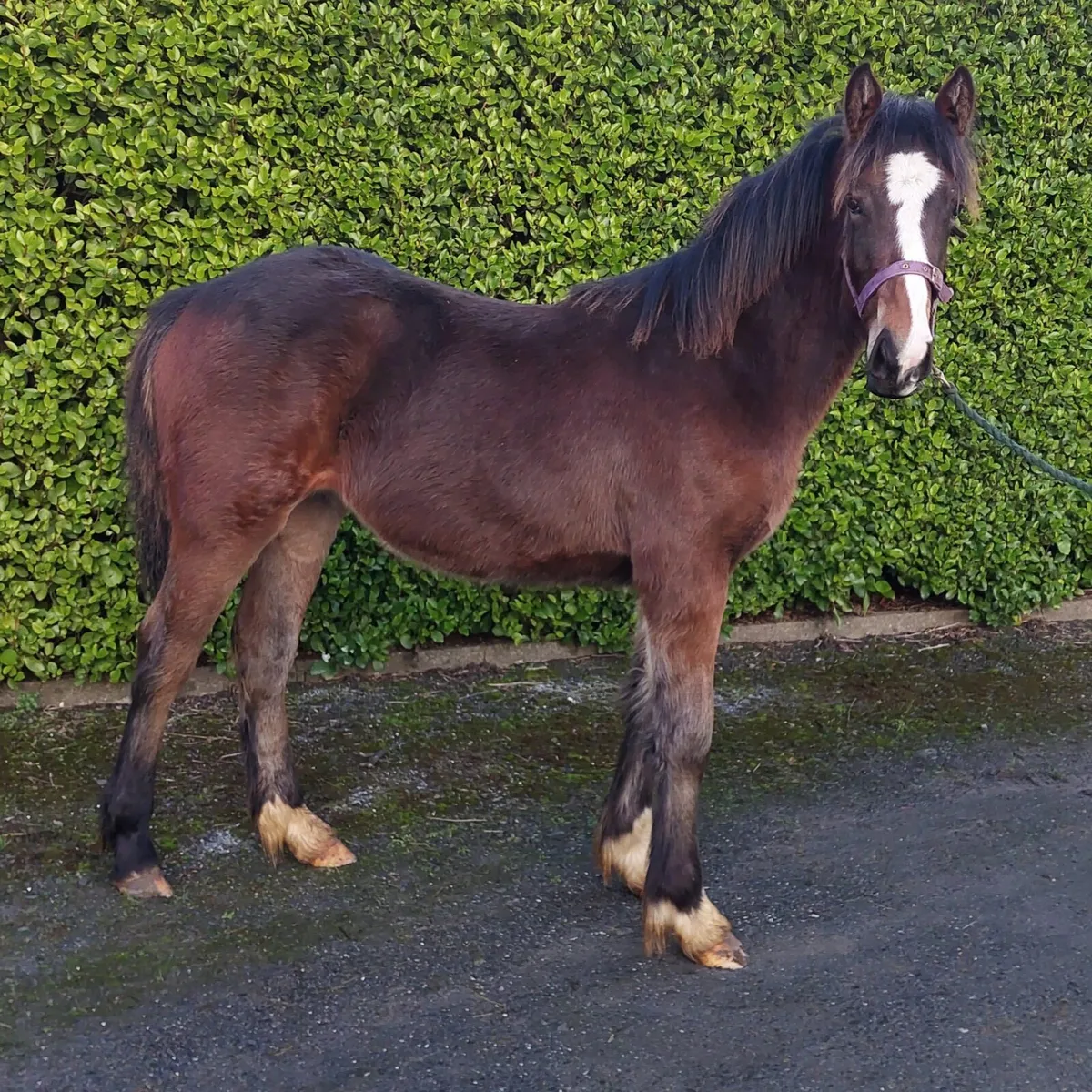 yearling  filly - Image 2