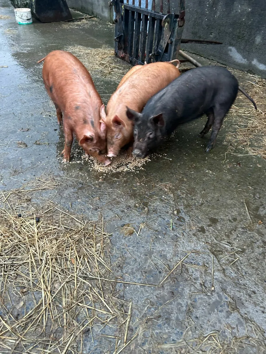pigs - Image 1