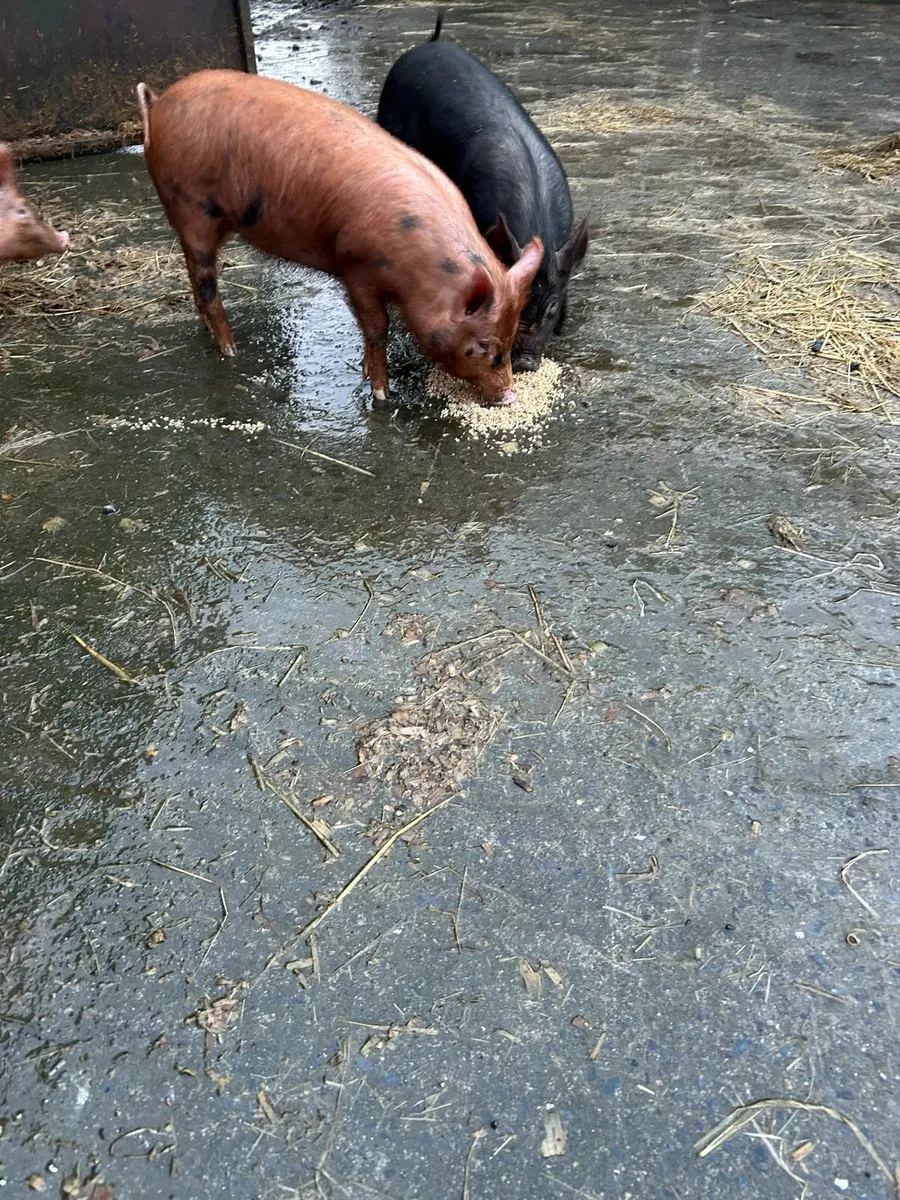 pigs - Image 2