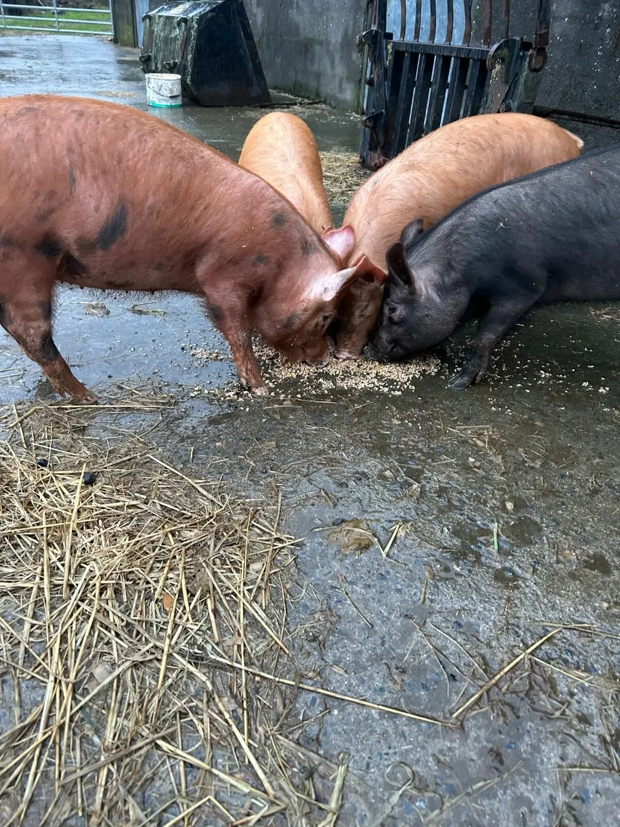 pigs - Image 3