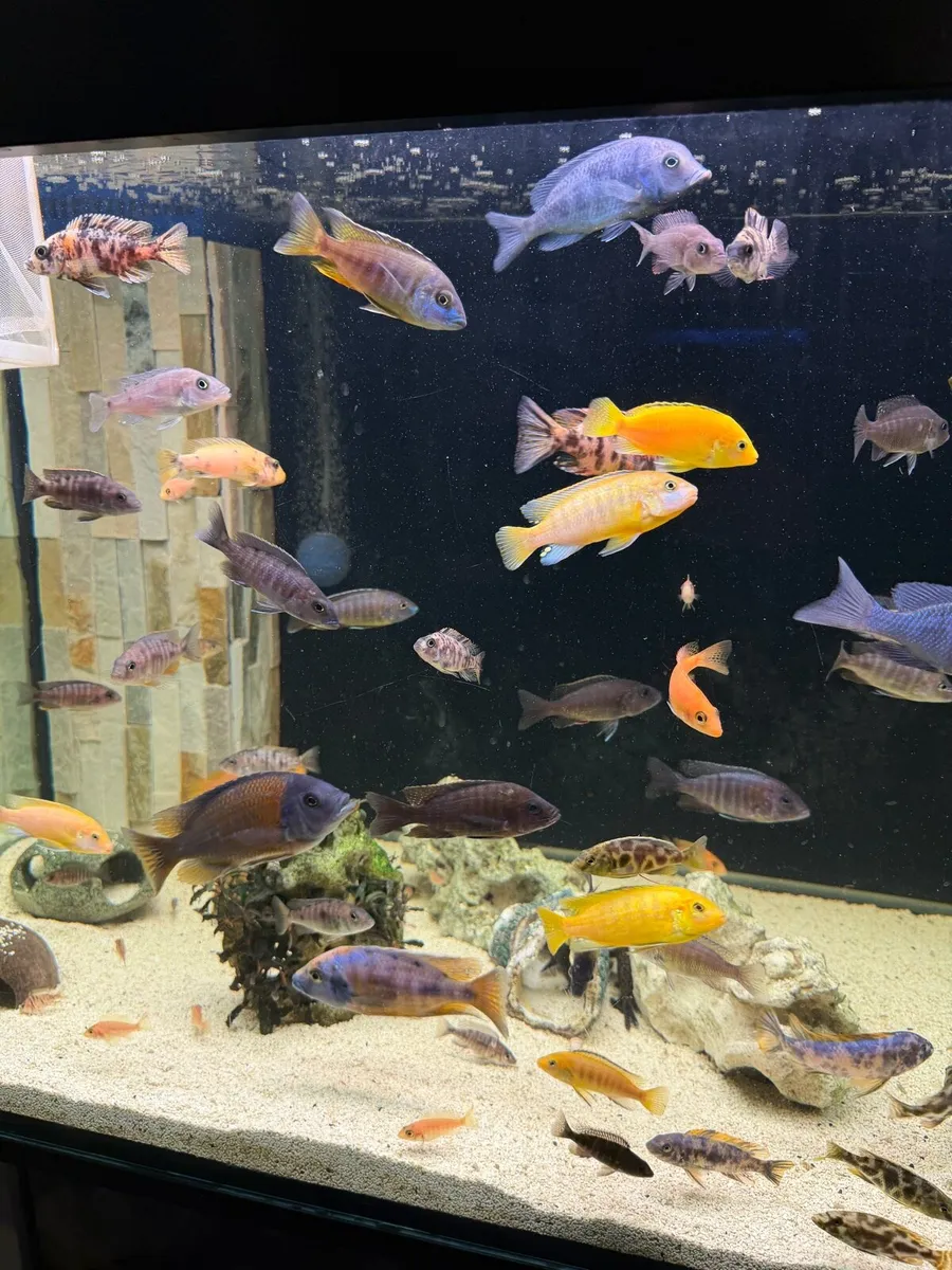 Malawi Cichlid  - Image 1