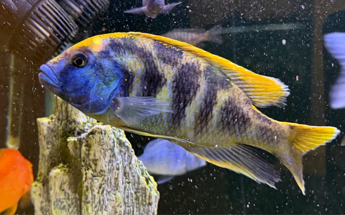 Malawi Cichlid  - Image 2