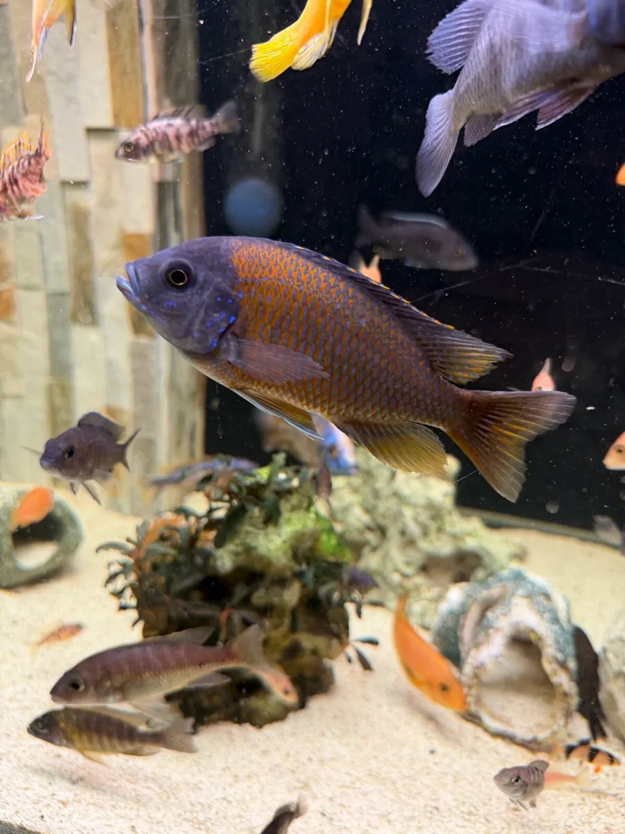 Malawi Cichlid  - Image 3