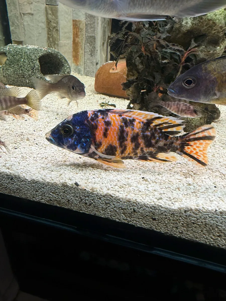 Malawi Cichlid  - Image 4