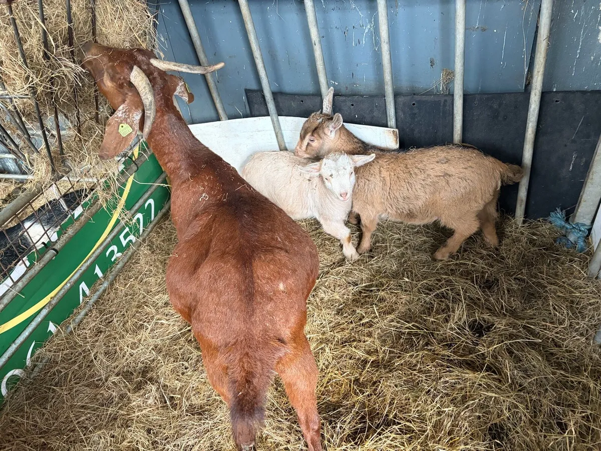Female goat kids - Image 3
