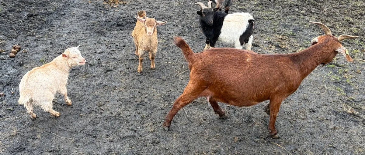 Female goat kids - Image 4